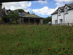 Beautiful Wildflower Meadow in the middle of the village