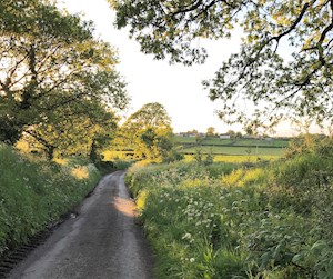 Verdant lanes