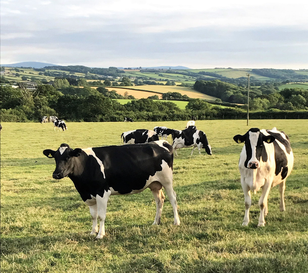 ... and black & whites