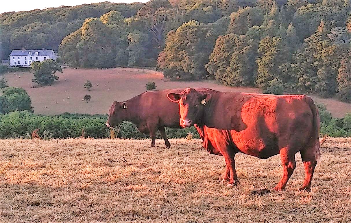 A sight for sore eyes - quintessential Red Ruby devons