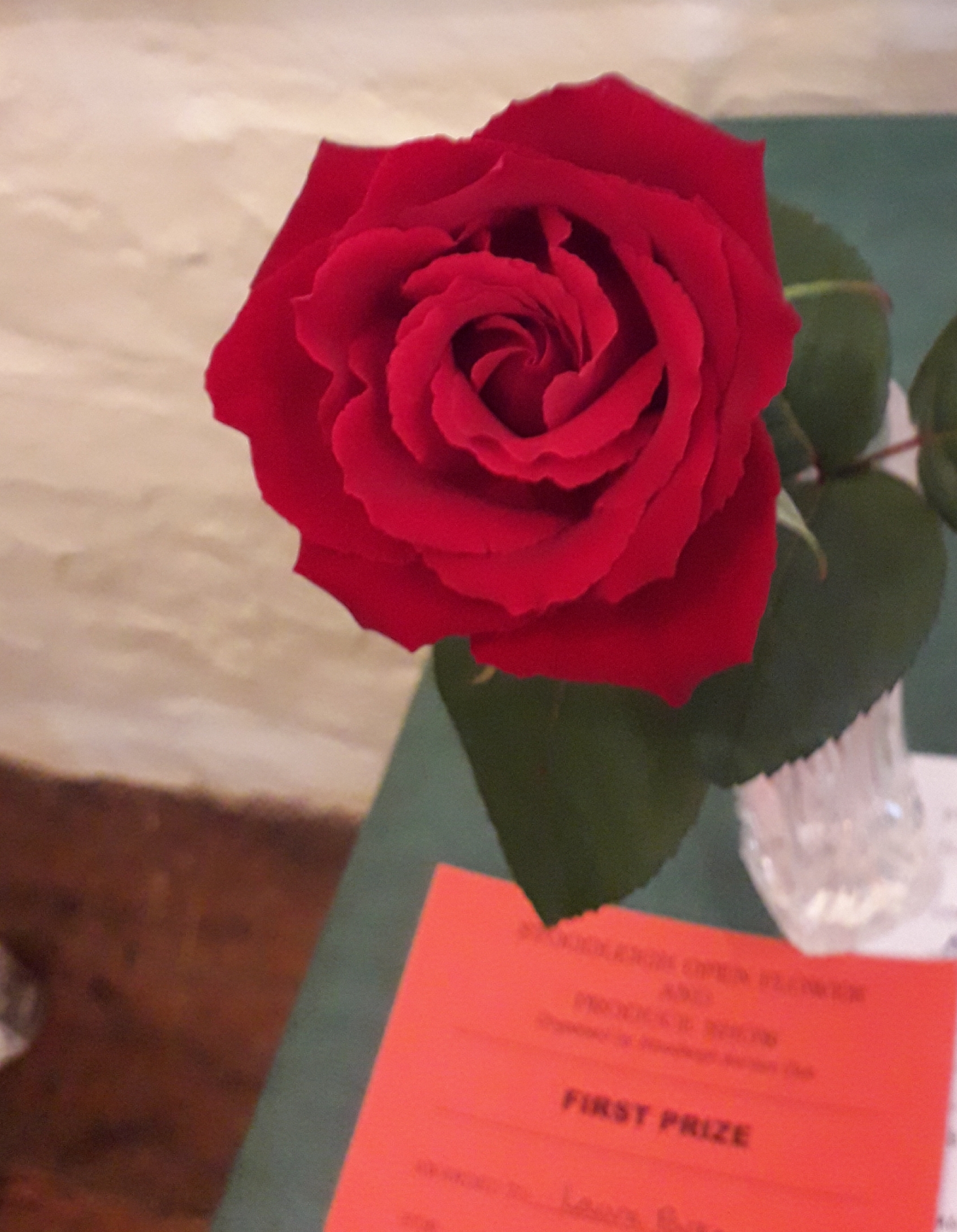 First prize for this single specimen rose