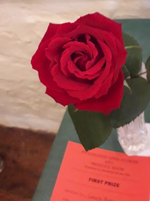 First prize for this single specimen rose