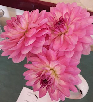 Winning Dahlia Stems