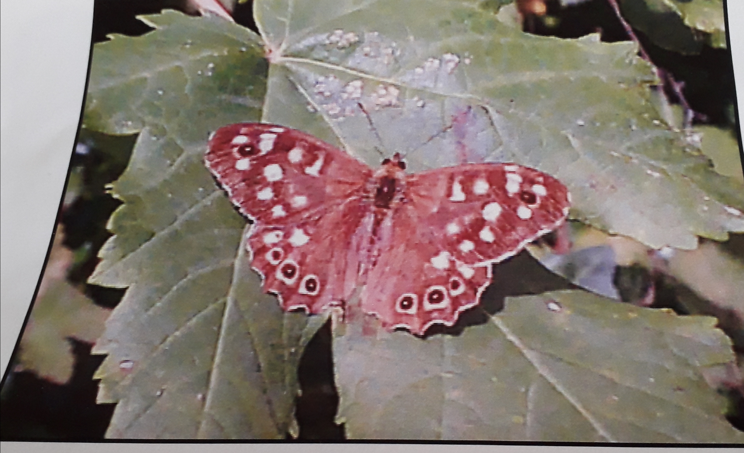 Children's Section - Photo of a mini beast