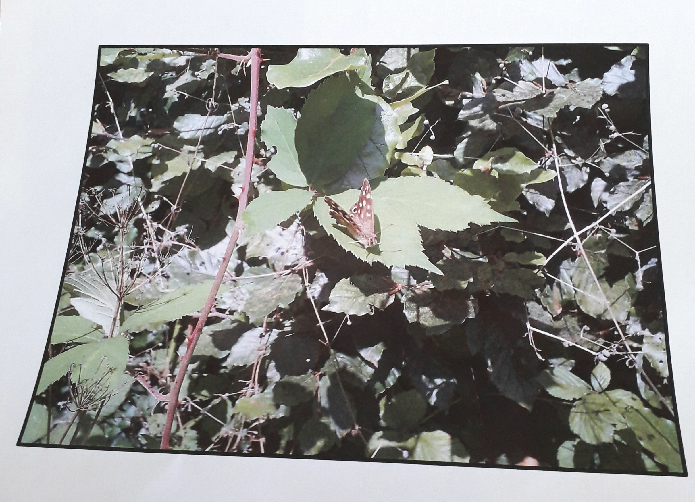 Children's Section - Photo of a mini beast