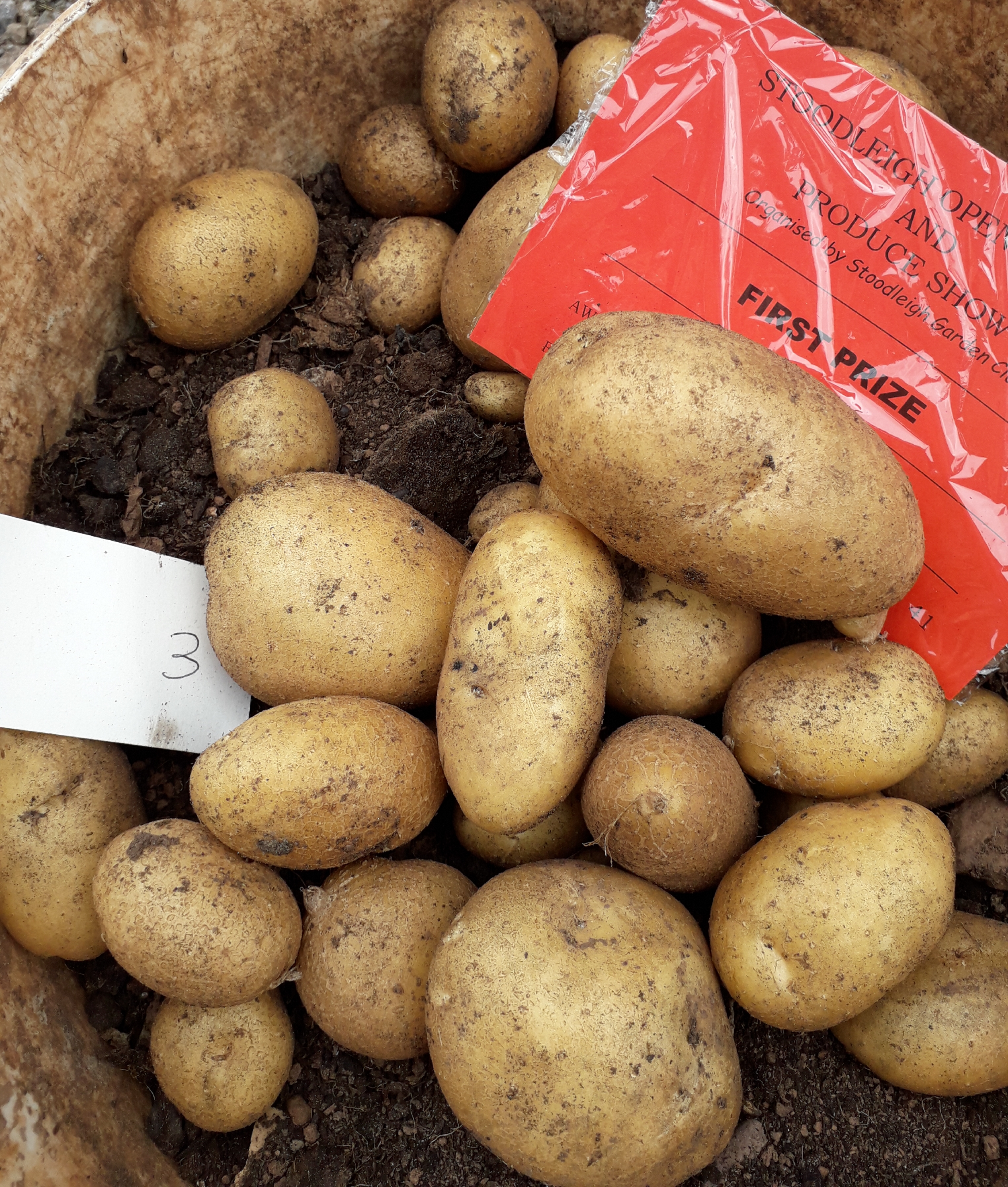 Potatoes grown in a bucket - 1st
