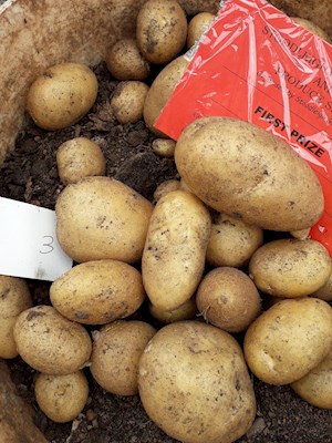 Potatoes grown in a bucket - 1st