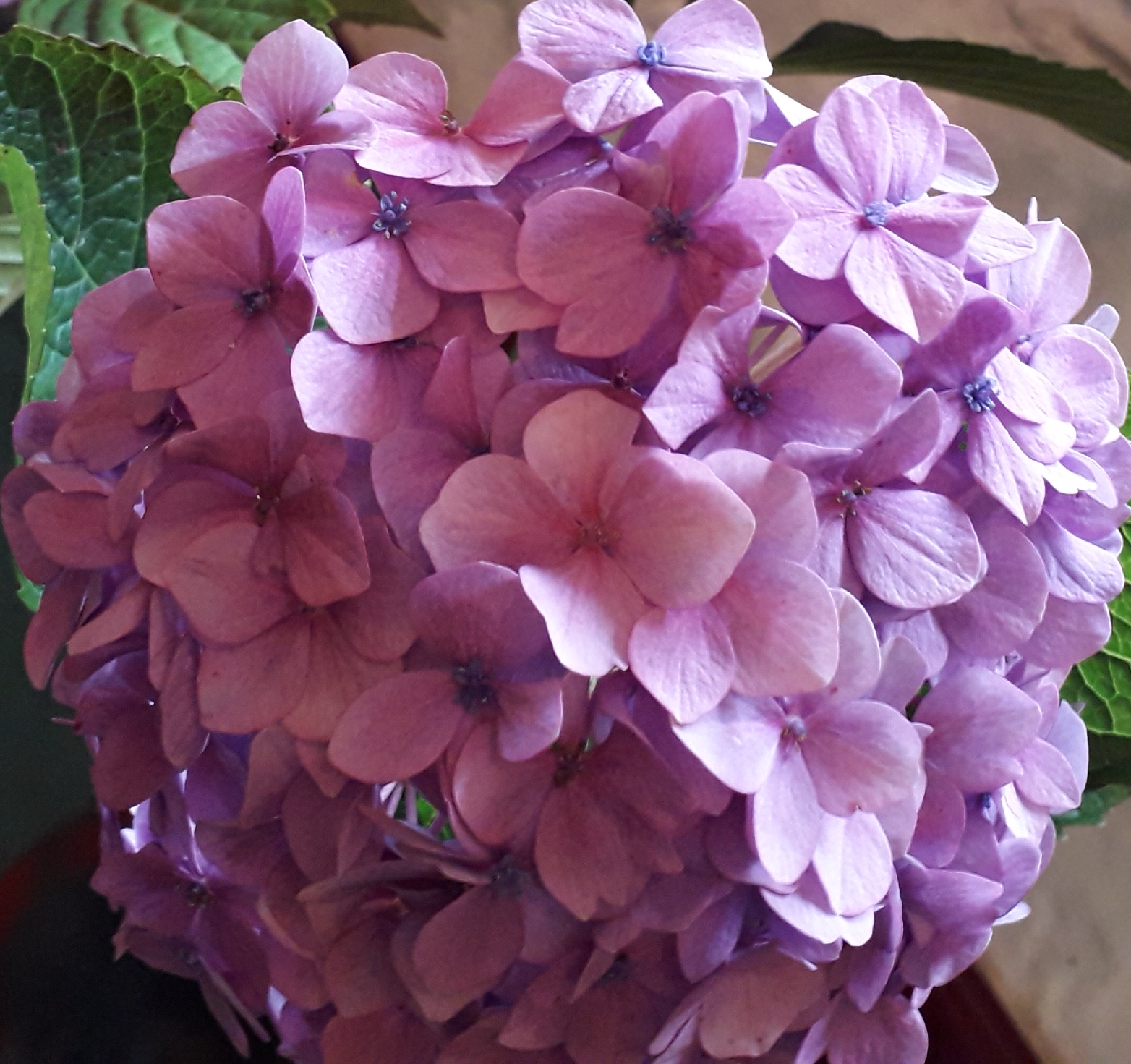 Best Hydrangea Heads