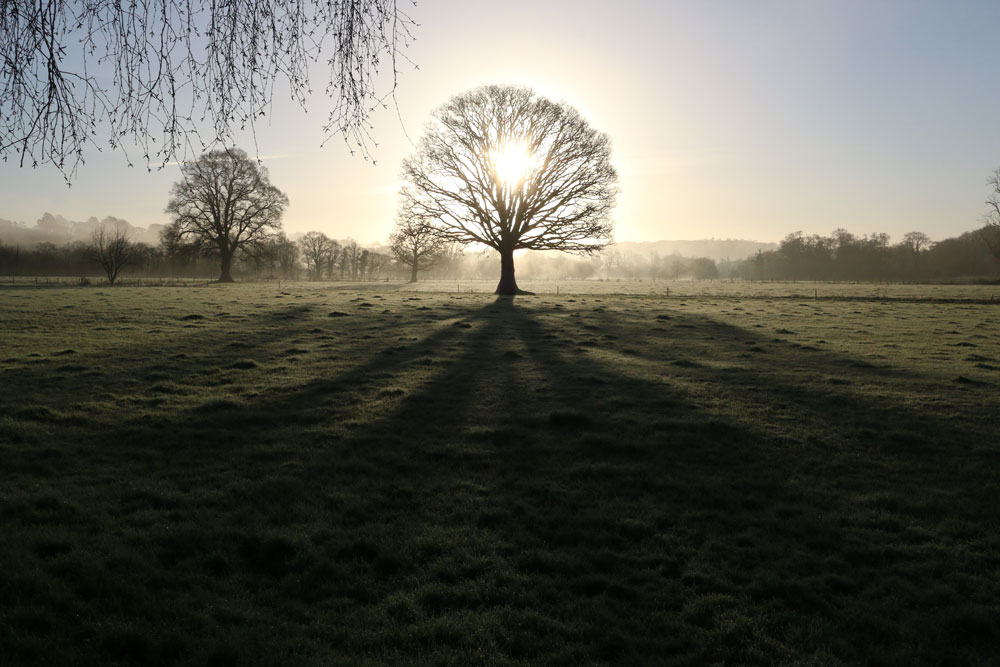 Oak Tree at Marsh Farm