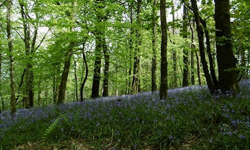 A view up over the woods of bluebells on the shorter route