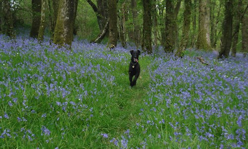 One of the dogs enjoying the bluebell path through the woods