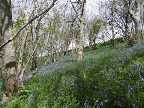 Hartland Abbey woods of bluebells