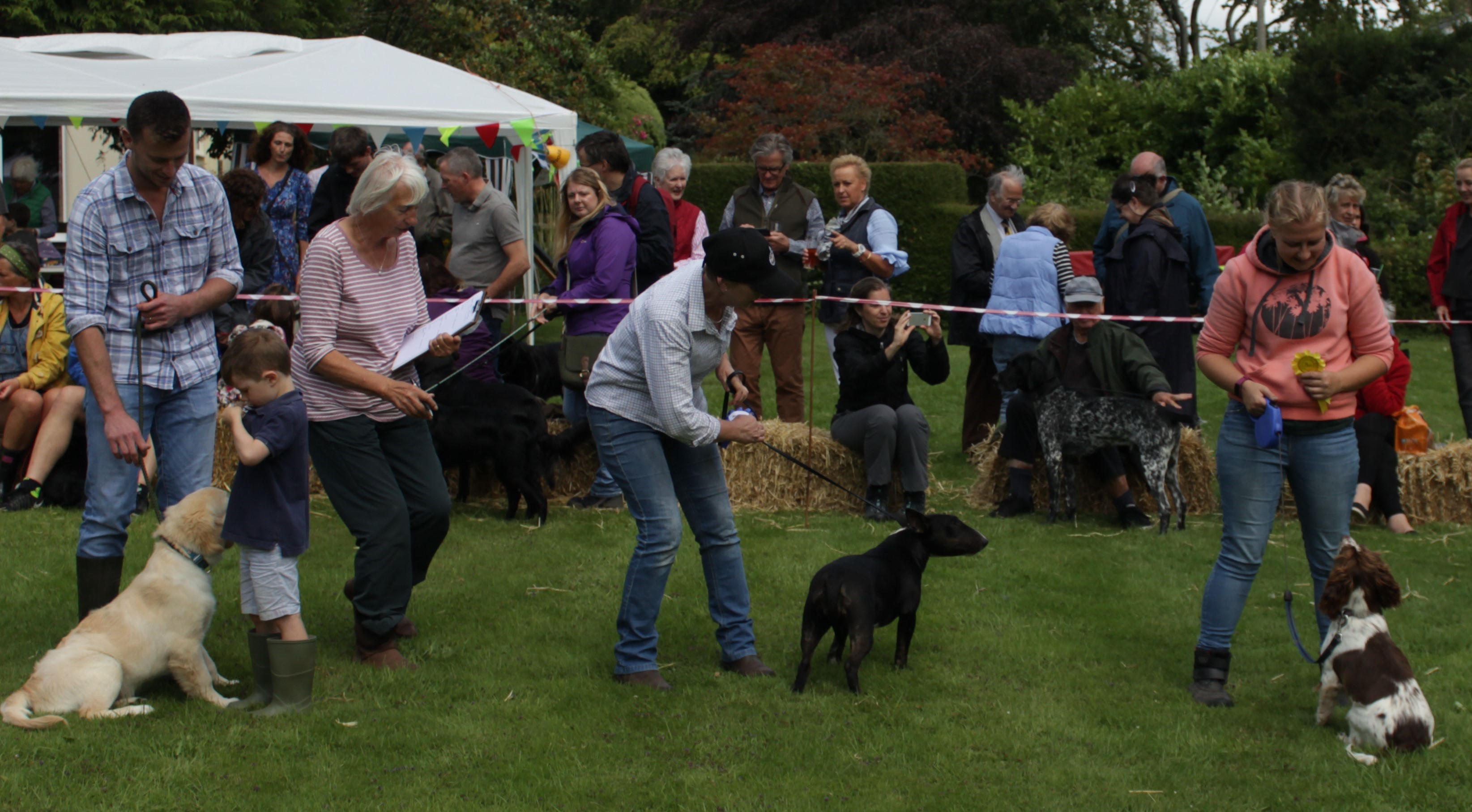 Companion dog shows store 2019