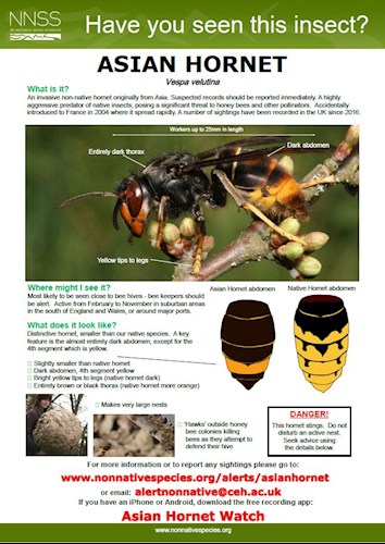 Asian Hornet Watch Poster  - How to identify and report June 2020