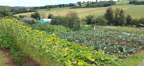 View of allotments