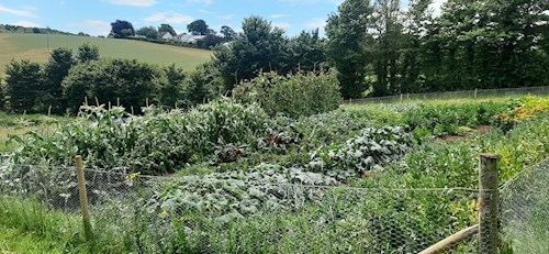 View of allotment