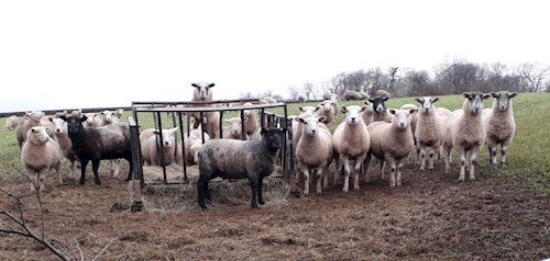 Stoodleigh sheep waiting for breakfast