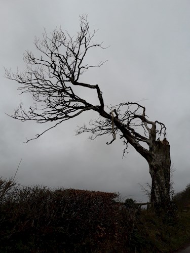 Stoodleigh Echo Tree remains from storm in 2018
