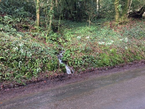 Stoodleigh Drive and swathes of snowdrops