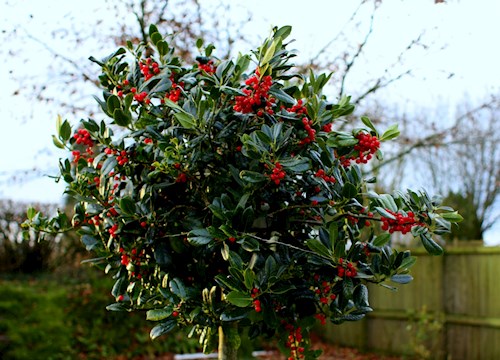 Stoodleigh Holly Berries