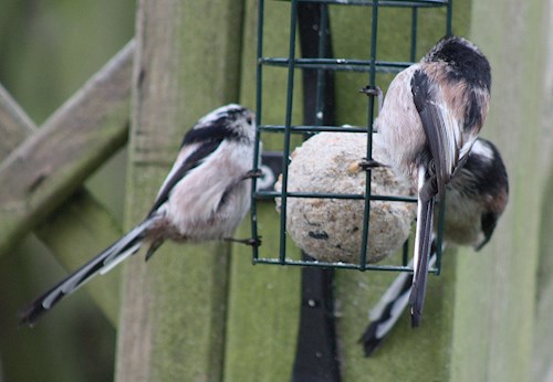 Long tailed tits on the bird feeder