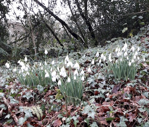 Stoodleigh Drive Snowdrops