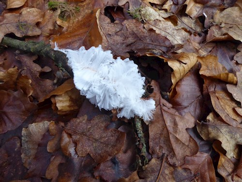 Stoodleigh woodland hair ice/frost flowers