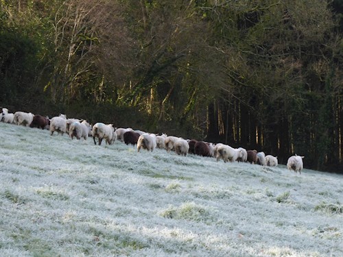 Stoodleigh Sheep heading to the woods