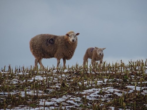 Stoodleigh ewe and lamb - it's a bit chilly mum!