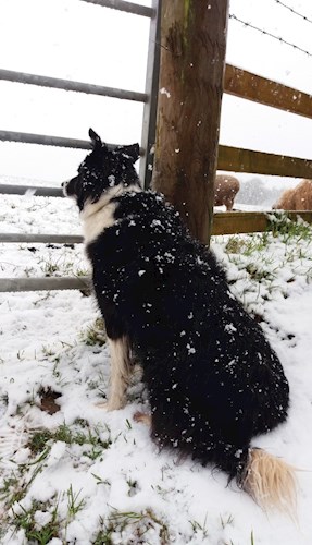 Stoodleigh collie in the snow
