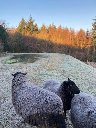 Stoodleigh crispy sheep January 2021