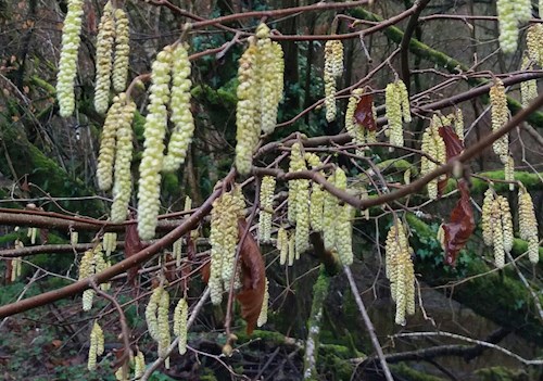 Stoodleigh catkins at the bottom of Coleford Hill