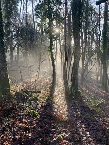 Stoodleigh woods on a winter morning walk