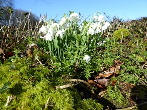 Snowdrops on the banks