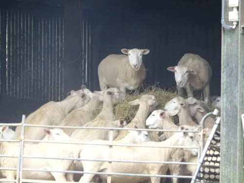 Sheep indoors