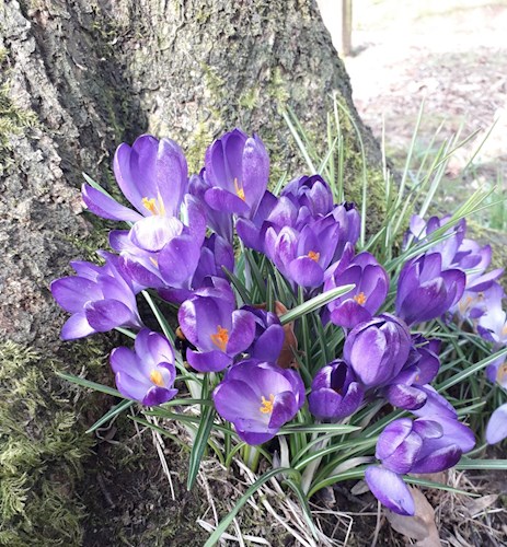 Crocuses at Kissing Gate Triangle