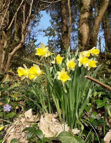 Spring Daffodils on Rhododendron Bend on Stoodleigh Drive