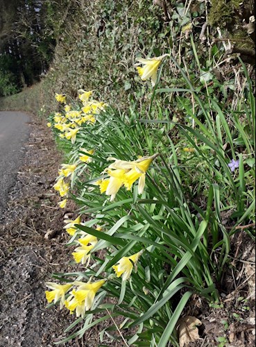 Daffodils on the Rhododendron Bend roadside