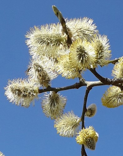 Pussy willow in the Stoodleigh rural hedgerows