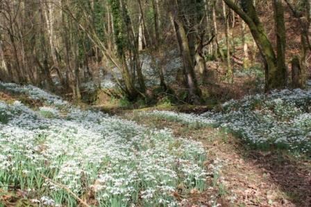 View of snowdrops along the path at Snowdrop Valley