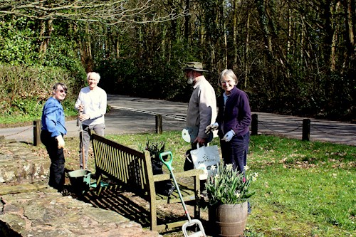 Snowdrop planting at Kissing Gate Triangle