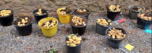 Entries for the heaviest weight of potatoes grown in a bucket