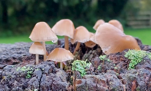 A funghi festival on this walk