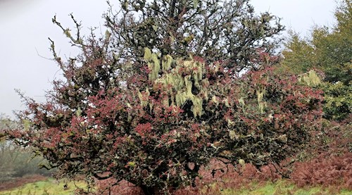 Colourful hawthorn with amazing hanging lichen