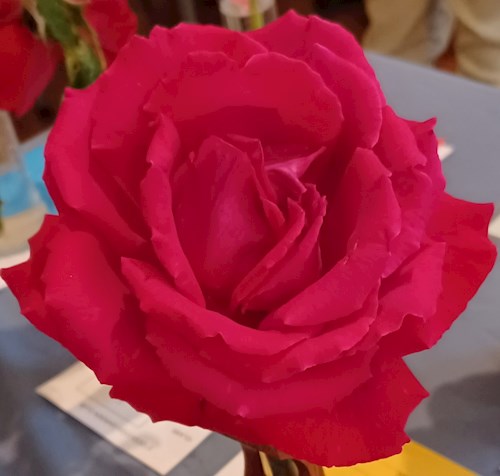 A single rose