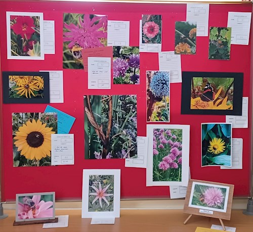 Photos of insects on flowers