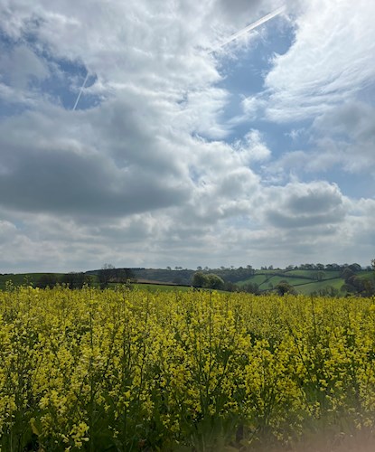 More yellow colour from the kale and wonderful cloud formation above us