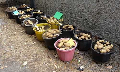 Buckets of potatoes
