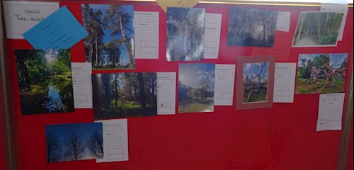 Entries in the Photographic class, tree-scape section