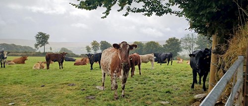 Cattle between Withypool and Landacre